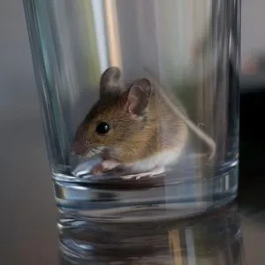 мышь в стакане