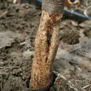 ствол дерева, поврежденный грызуном