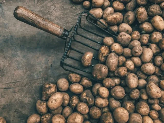 урожай картошки под соломой