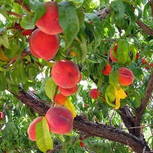 дерево персика