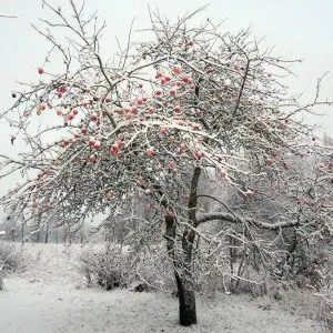 яблоня с яблоками зимой