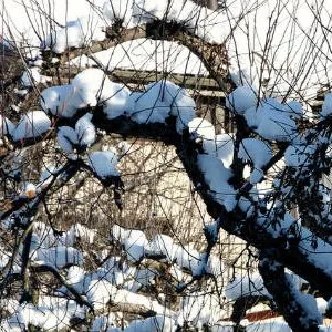 яблоня в снегу