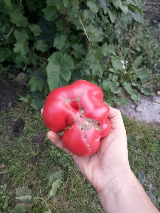уродливый плод томата
