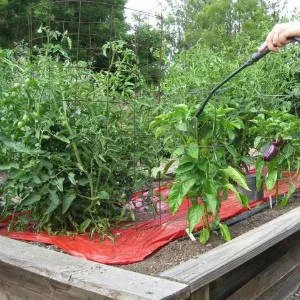 опрыскивание томатов из распылителя