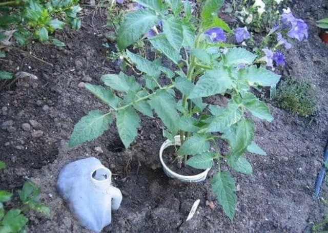 выращивание томатов в земле в горшке