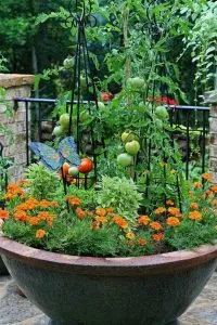 выращивание томатов в вёдрах