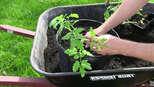 посадка томатов в вёдра