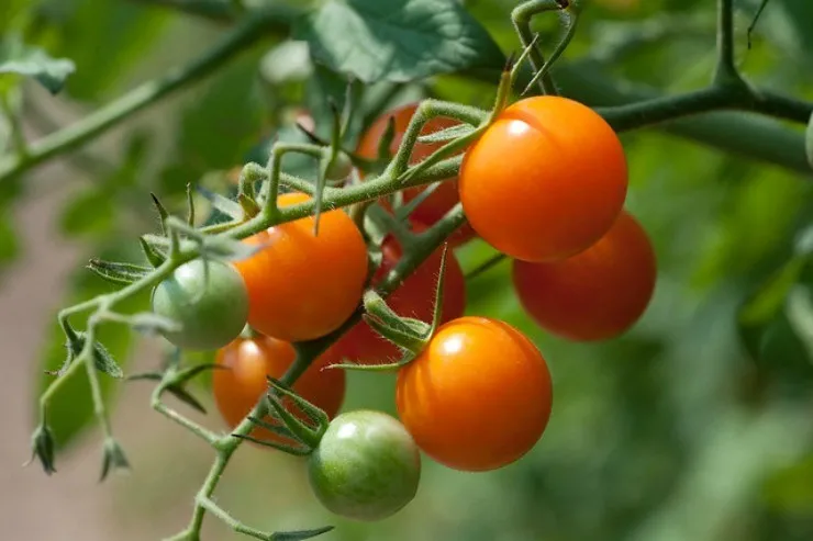 томаты черри Сан Голд