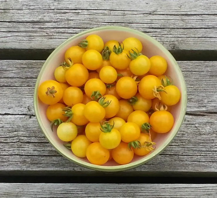 желтоплодые томаты черри