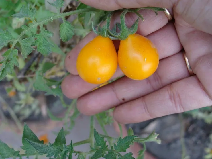 жёлтые томаты черри