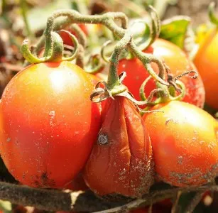 водянистая гниль томатов