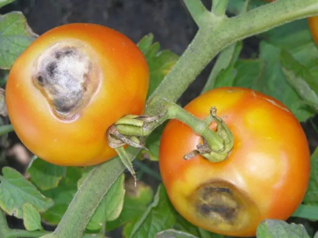 водяная гниль на томатах