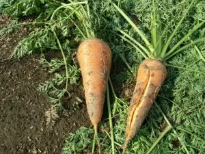 корнеплоды моркови после уборки