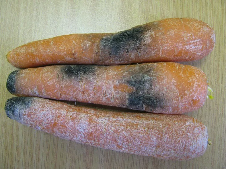 морковь начинает гнить