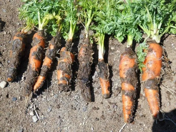 морковь сгнила