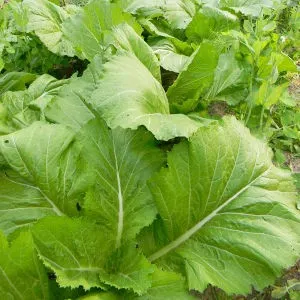 выращивание листовой салатной горчицы