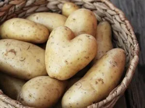 подготовка картофеля к хранению