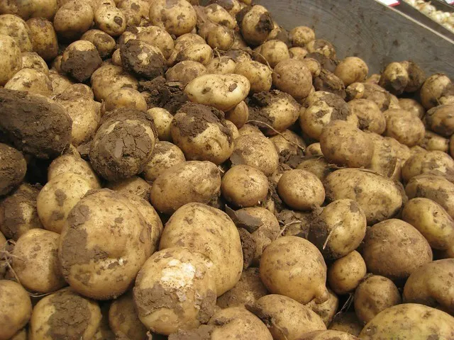 большой урожай картошки