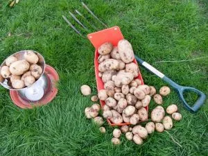 урожай картошки