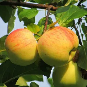 яблоня с плодами