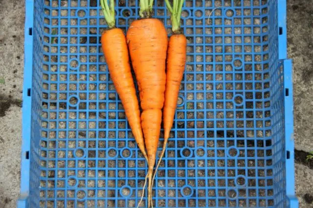 корнеплоды моркови