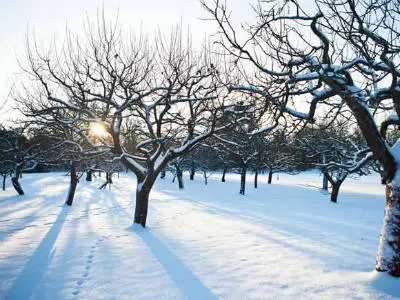 яблоневый сад зимой