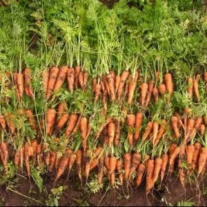 как подкармливать морковь в открытом грунте