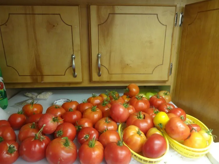 сортировка плодов томатов