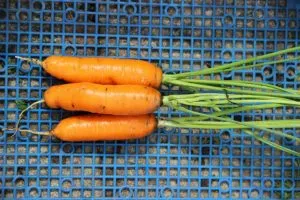урожай моркови | urozhaj morkovi 300x200