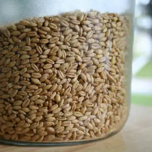 как прорастить пшеницу в домашних условиях