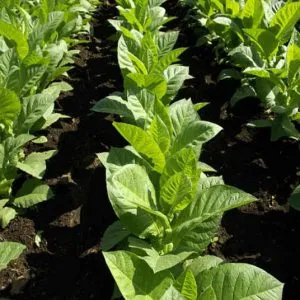 плантация табака