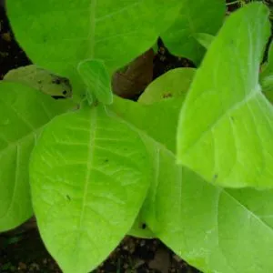 растения табака 