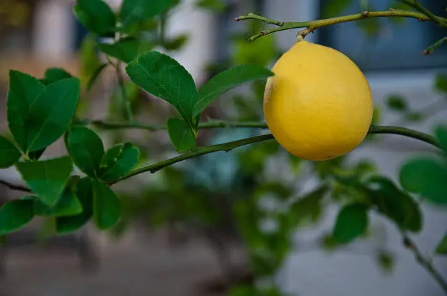 плод лимона на ветке