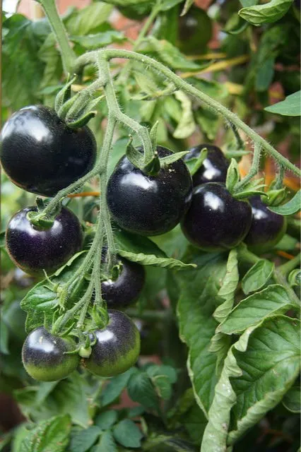 черные томаты