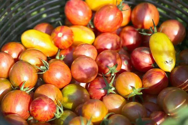 урожай томатов в корзинке