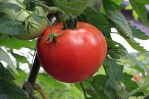 факты о томатах