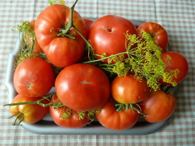 сорт томатов Кардинал