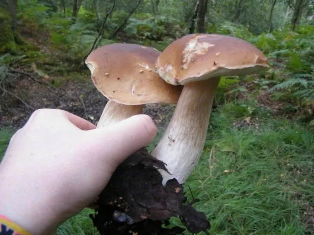 два белых гриба в руке