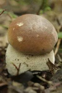 польза белых грибов