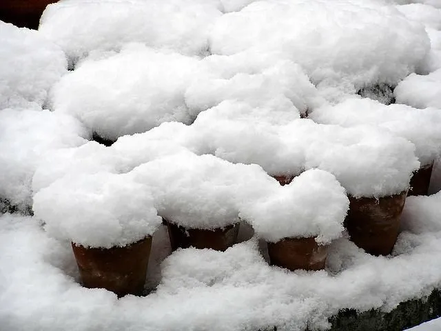 покрытые снегом горшки