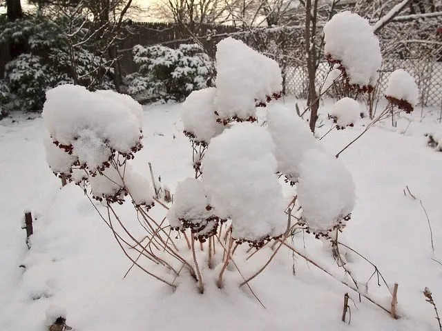 засыпанные снегом кусты
