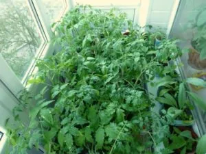 советы по выращиванию рассады томатов
