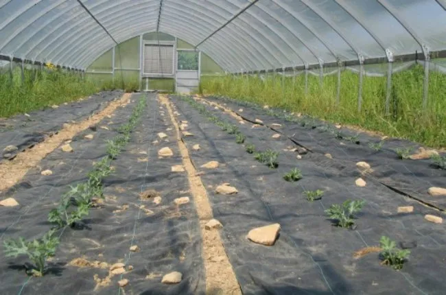 выращивание арбузов в теплице на нетканке