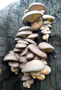 как выращивать грибы на пнях