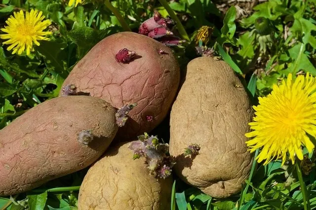 семенные клубни картофеля
