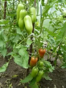 как опрыскивать томаты борной кислотой для завязи