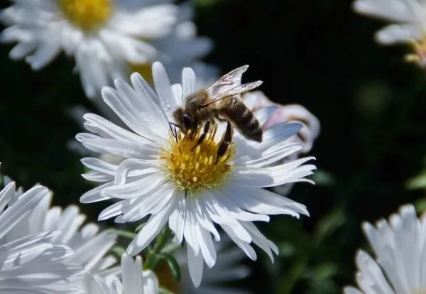 Как привлечь пчел на участок | pchely 2