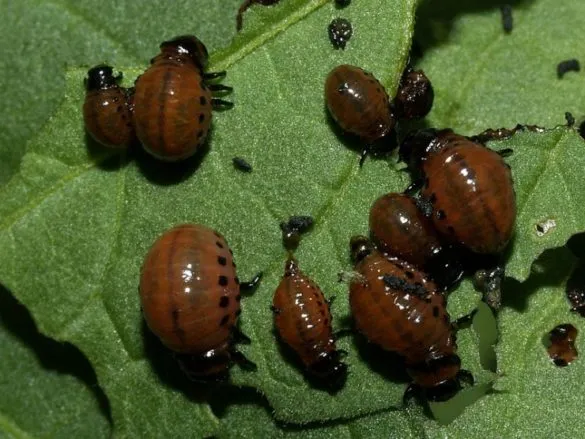 личинки колорадского жука