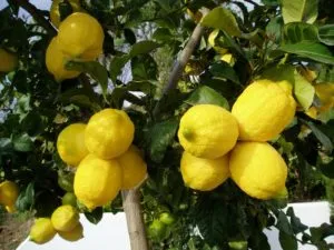 Всё что вы должны знать об уходе за лимоном дома | derevo limona s plodami 300x225