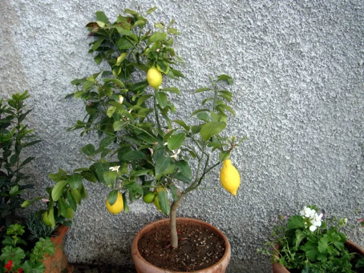 Всё что вы должны знать об уходе за лимоном дома | limon v gorshke